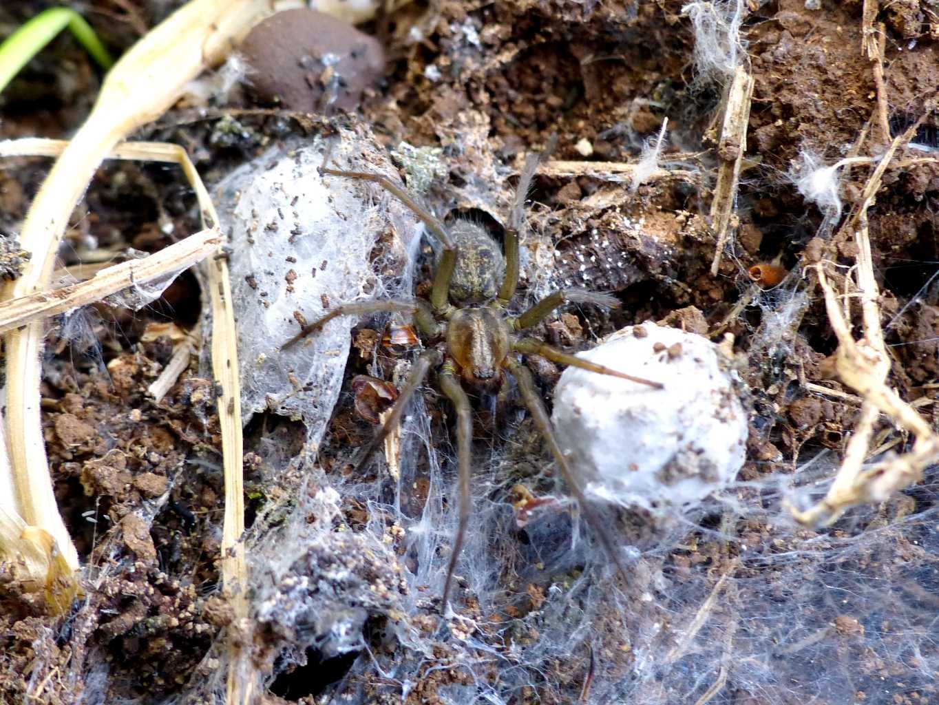 Tegenaria agrestis - Montecompatri (RM)